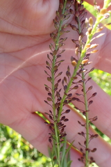 Lepidium africanum, photograph (c) Karen Eichholz, some rights reserved (CC BY)