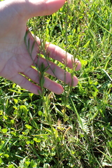 Lepidium africanum, photograph (c) Karen Eichholz, some rights reserved (CC BY)