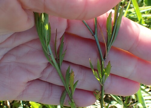 Lepidium africanum, photograph 3