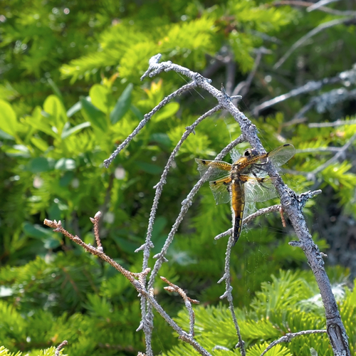 Four-spotted Skimmer