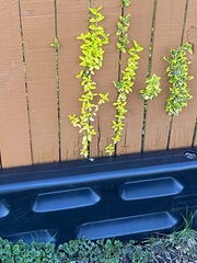 Euonymus