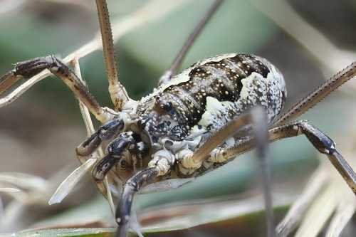 Saddleback Harvestman, photo 2 of 10