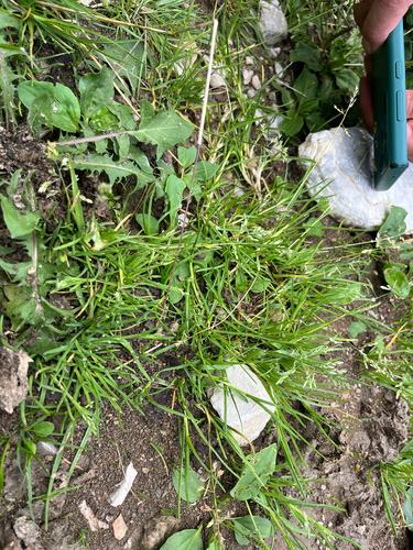 Poa supina, 2026-08-07