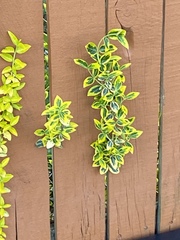 Euonymus
