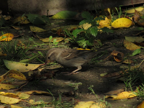 House Sparrow