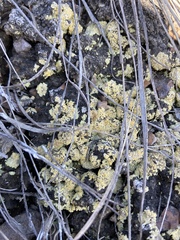 Gyalolechia subbracteata