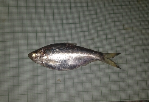 Ganges shad (Gudusia chapra) — Clupeidae — 5
