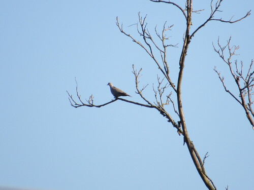 Eurasian Collared-Dove