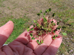 Trifolium suffocatum
