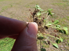 Trifolium suffocatum