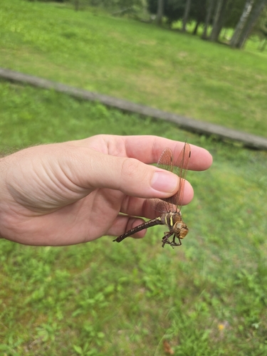 Brown Hawker