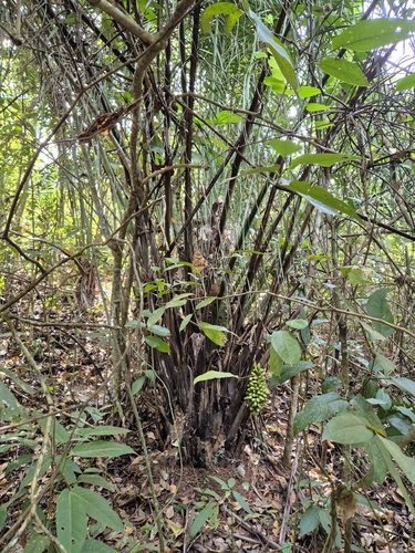 Acuri Palm
