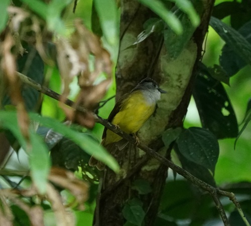 Yellow-bellied Bulbul (Alophoixus phaeocephalus)