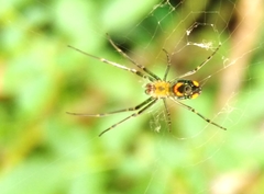 Leucauge argyrobapta