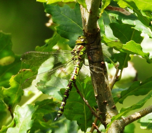 Southern Hawker