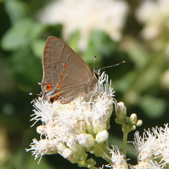 Arzecla tucumanensis