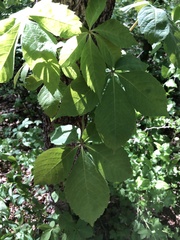 Parthenocissus quinquefolia