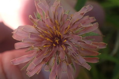 Agoseris aurantiaca, photograph author not stated, no rights reserved