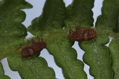 Ditropis pteridis