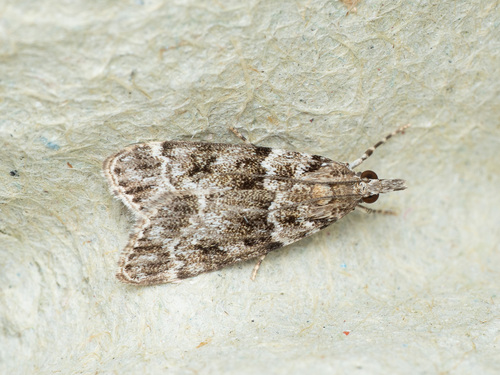 Small Grey, photo 3 of 7