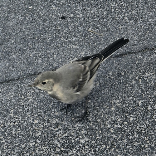 White Wagtail