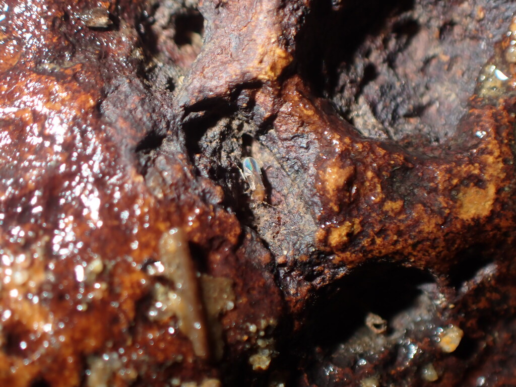 Cryptostemma pavelstysi