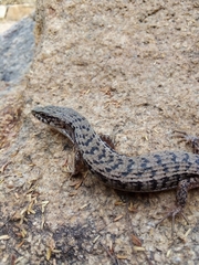 Elgaria paucicarinata