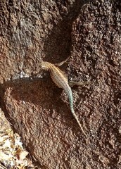Sceloporus licki