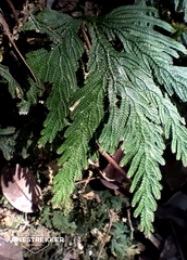 None (Selaginella biformis)