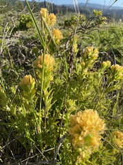 Castilleja wightii