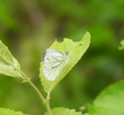Green-veined White