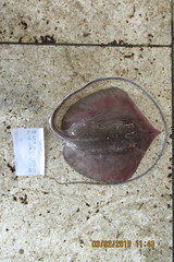 Pateobatis bleekeri