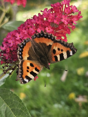 Small Tortoiseshell