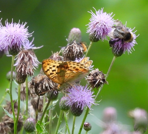 Pallas's Fritillary
