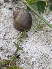 Pomacea