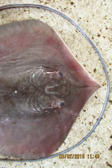 Pateobatis bleekeri