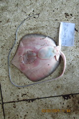 Pateobatis bleekeri