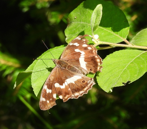 Purple Emperor