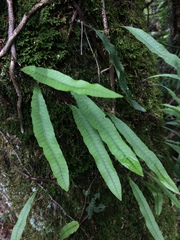 Microgramma squamulosa