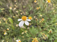 Bidens