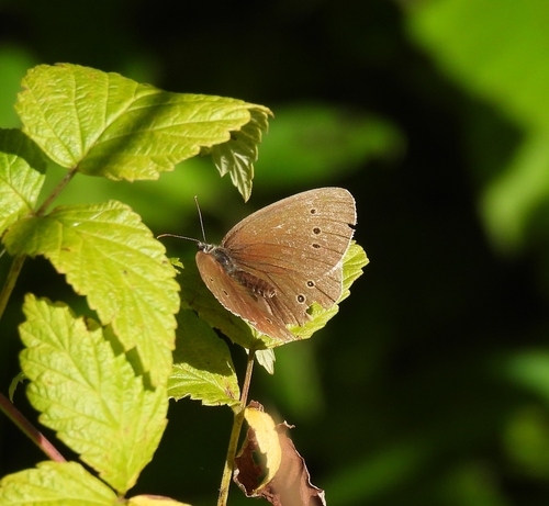 Ringlet