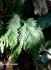 author not stated, no rights reserved Selaginella biformis, photograph author not stated, no rights reserved