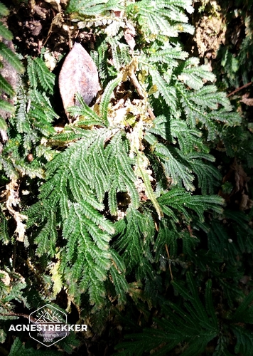 Selaginella biformis, photograph 3