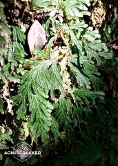 Selaginella biformis, photograph author not stated, no rights reserved