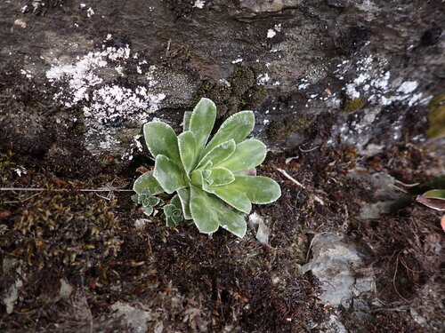 Saxifraga cotyledon, photograph 2