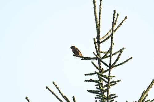 Red Crossbill