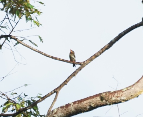 Brown Barbet (Caloramphus fuliginosus), photo 3