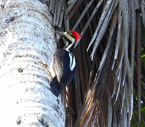 Crimson-crested Woodpecker