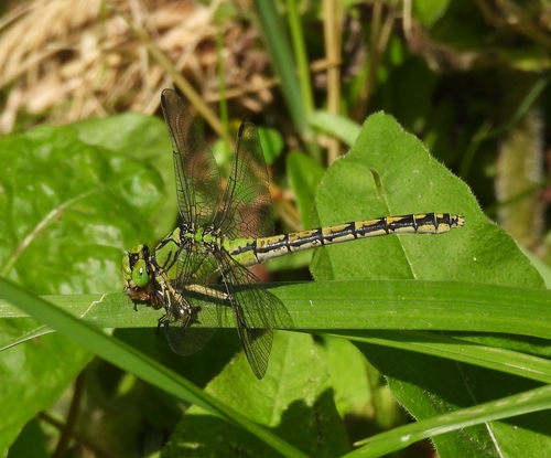Green Snaketail