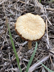 Agrocybe retigera
